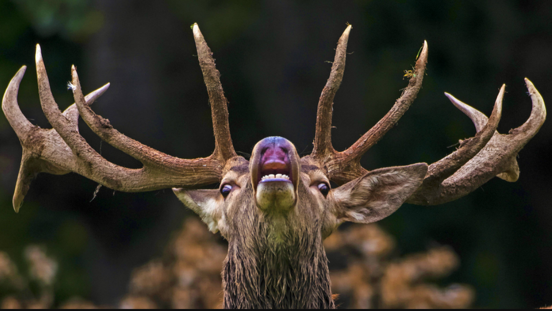 Aggressiver Hirsch spießt Wanderin auf! Frau durch unerwarteten Angriff schwer verletzt