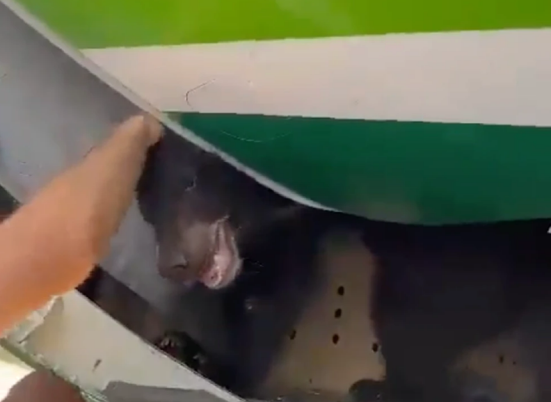 [Video] Bär randaliert im Flugzeug in der Luft! Er war aus dem Frachtraum ausgebrochen!
